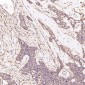 Anti-BDNF Rabbit Monoclonal Antibody
